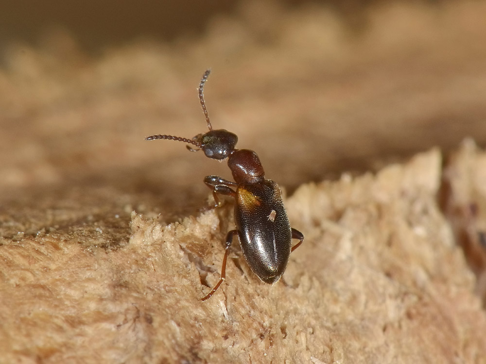 Anthicidae 1: Omonadus floralis